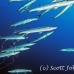 barracuda_blackfin_jr_h_0705_png0303.jpg